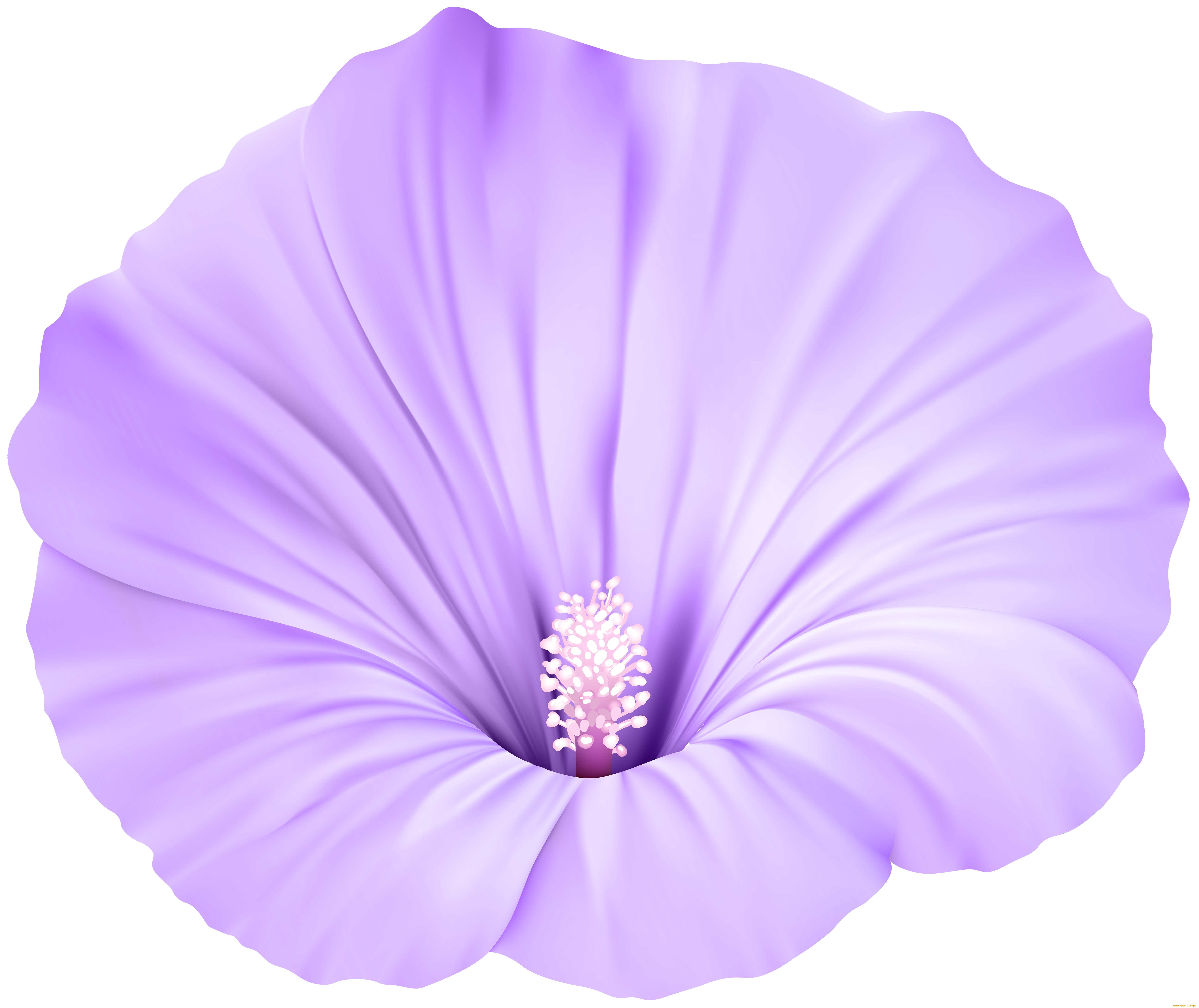  ,  , flowers, , , 
